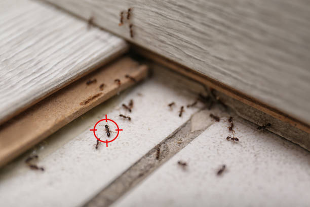 Best Pest Prevention Services  in Woodlynne, NJ