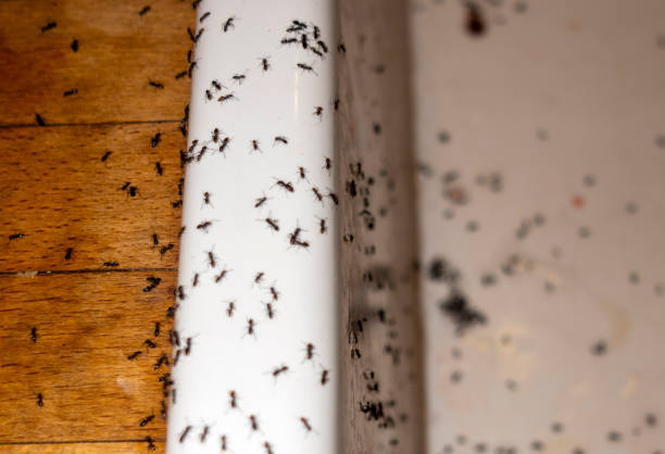 Best Pest Control for Restaurants  in Woodlynne, NJ