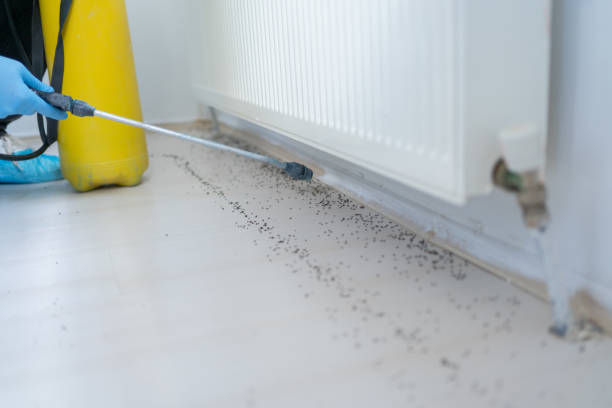 Best Rat Extermination Near Me  in Woodlynne, NJ